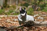 BOULEDOGUE FRANCAIS 1036